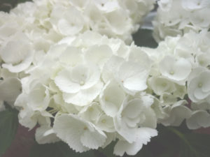 紫陽花