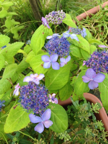 清新ハウスにも紫陽花が咲きました！