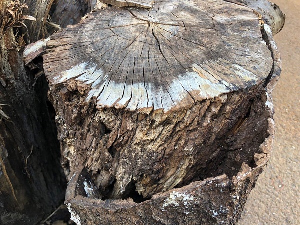 朽ちた木-イメージ