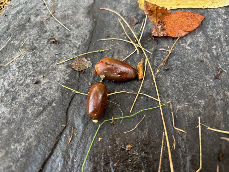 清新ハウスではサーモグラフィを使用して雨漏れ調査を行っています。新潟市内で雨漏れ調査をお考えの方是非参考にして下さい。