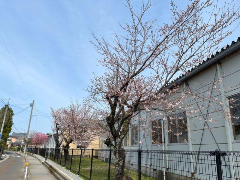 立結小学校の桜