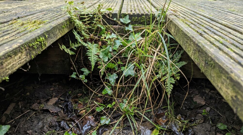 夏に草むら化・虫の温床に 「ウッドデッキの下」の雑草対策と、今からでも間に合うセルフ防草シート＆砂利敷き対策